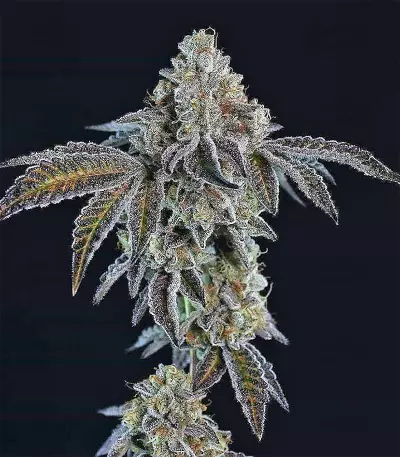 Panama D.C. Seeds