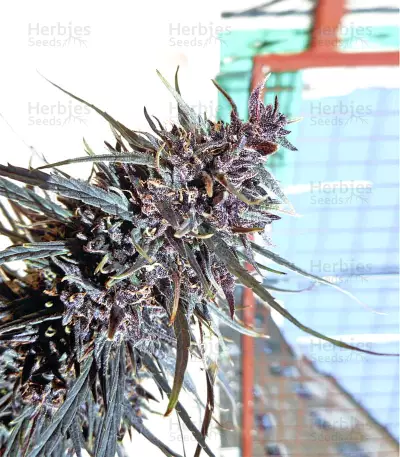 Semi femminizzati Purple Haze x Malawi