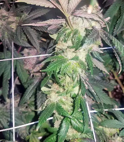 Sherbet (Seedstockers)