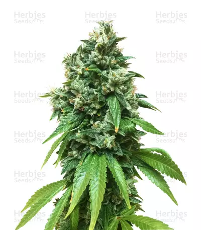 Sour Ryder ASB Giant Auto seeds