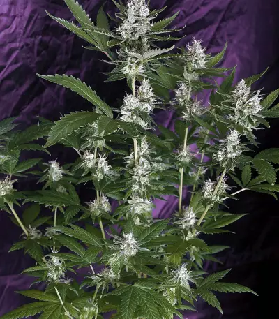 Super Lemon Haze CBD (GHS)