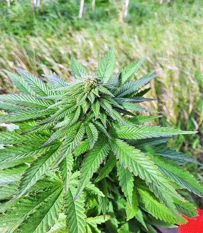 Super Skunk Seeds (Seedstockers)