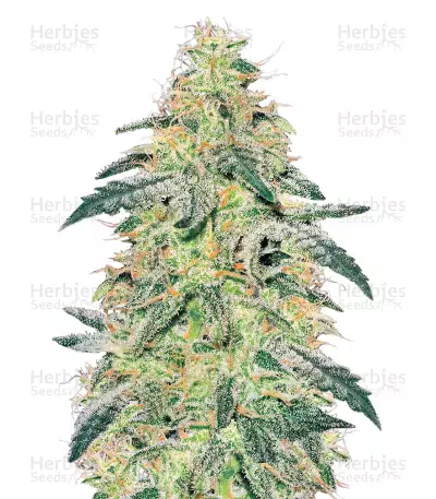 White Skunk regular seeds (White Label Seed Company)