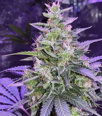 Amnesia Autoflower (Seedstockers)