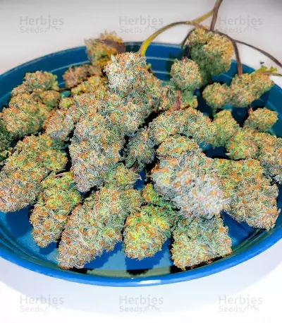 Semi Femminizzati Apple Strudel Auto (Fast Buds)