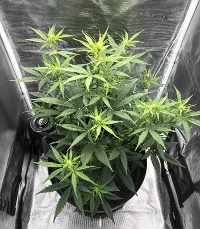 Auto #1 feminized seeds
