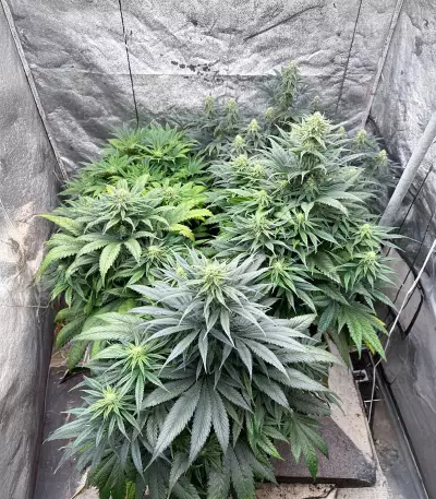 Semi Femminizzati Blackwater (Original Sensible Seeds)