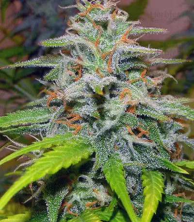 Candy Kush Auto feminized seeds