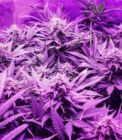 Candy Kush Fast Version Feminized Seeds (EGS)