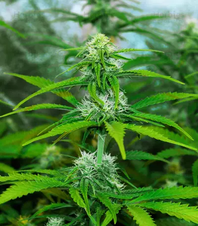 Graines de cannabis Fast & Vast Auto (Heavyweight Seeds)
