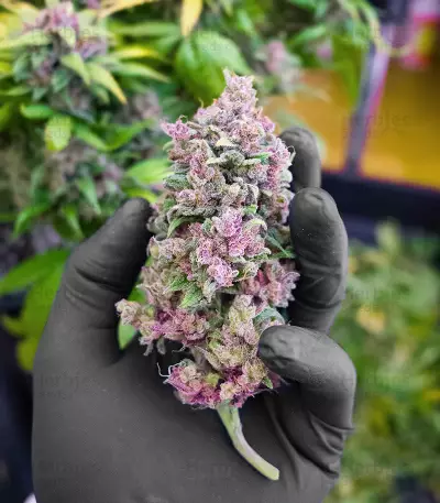 Graines de Godzilla Original Glue GG#4 Auto (Herbies Seeds)