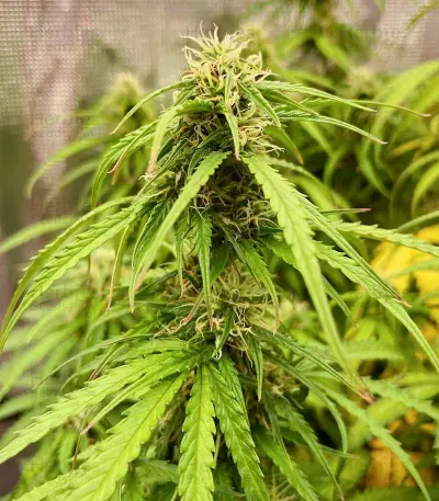Green Crack Auto Seeds