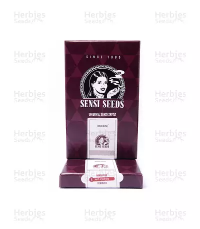 Hindu Kush feminized seeds