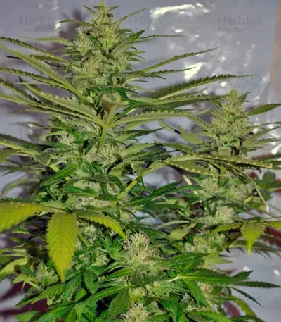 Semi femminizzati Jack Herer (Green House Seeds)