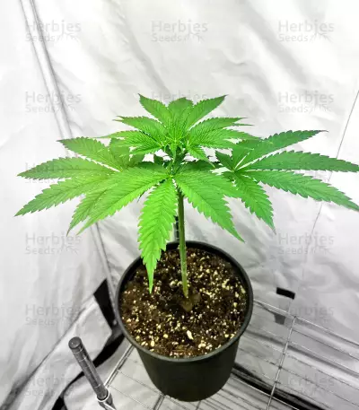 Lord Kush Early Version feminisierte Samen (Delicious Seeds)