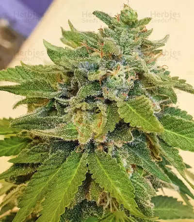 Pakistan Valley Early Harvest (World of Seeds)