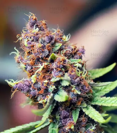 Purple Punch OG Seeds (Sweet Seeds)