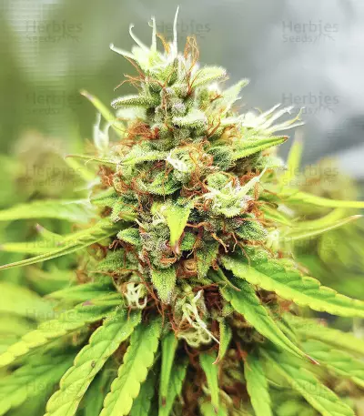 Skywalker Haze feminized seeds (Dutch Passion)