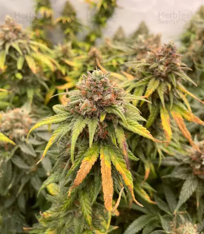 Sour Strawberry Seeds (Barney's Farm)