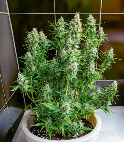Auto Northern Lights CBD feminized seeds