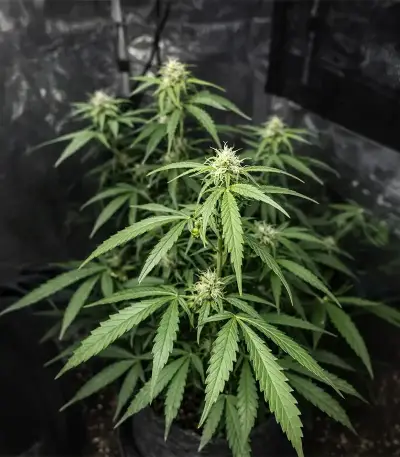Bubble Gum Fast (00 Seeds)