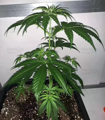 Semi femminizzati Exodus Cheese x Durban Panama