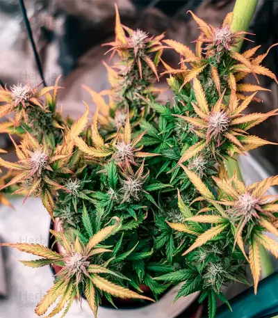 Fat Pete’s Cookies Auto Seeds