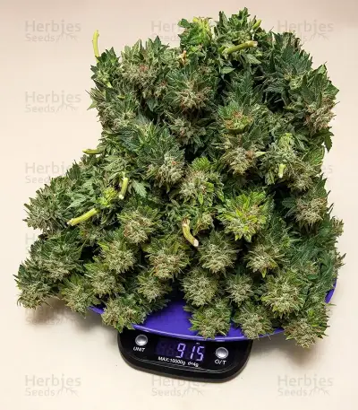 Flowerbomb Kush Seeds