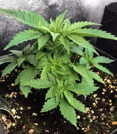 Gorilla Z Seeds