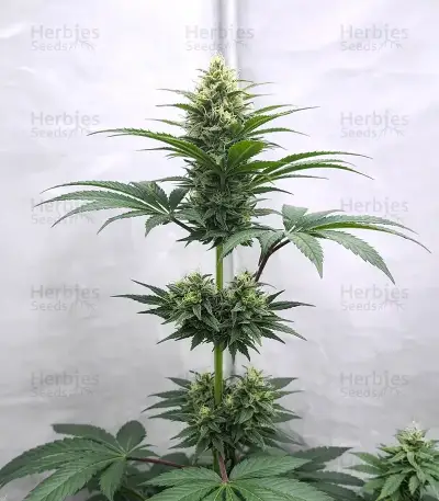 Graines de cannabis Heavy Head (Big Head Seeds)