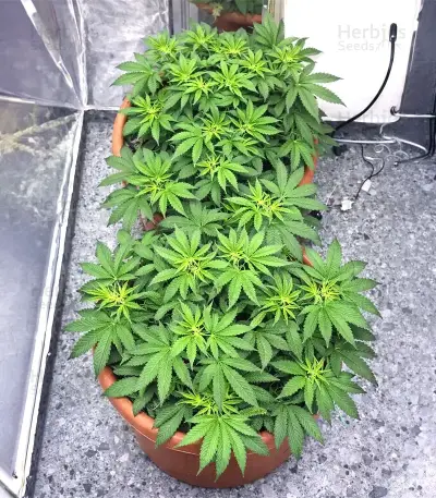 Graines féminisées de Insane OG (Barney's Farm)