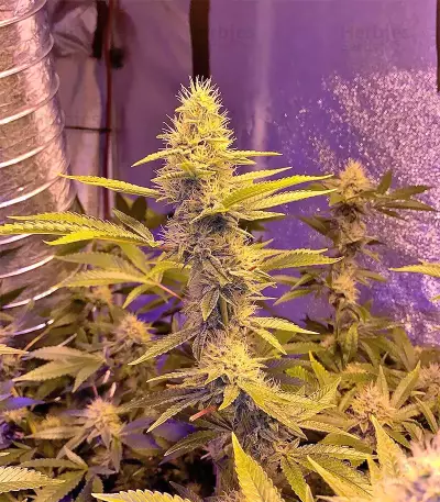 Larry OG Kush Seeds
