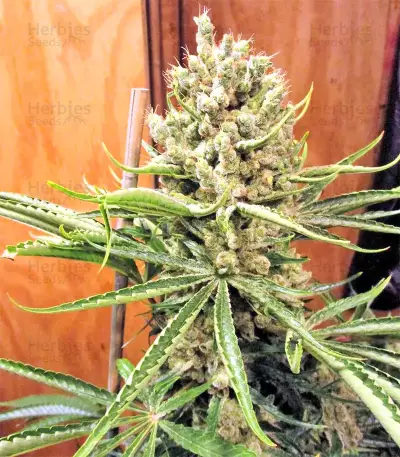 Graines de cannabis Malawi x PCK Regular (Ace Seeds)