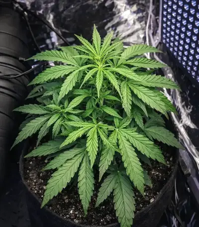 Mango Bubble Cloud Seeds