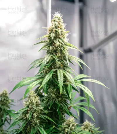 Master Yoda Auto Seeds