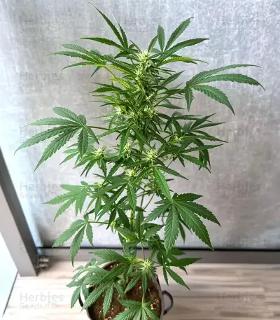 Mimosa Auto Seeds