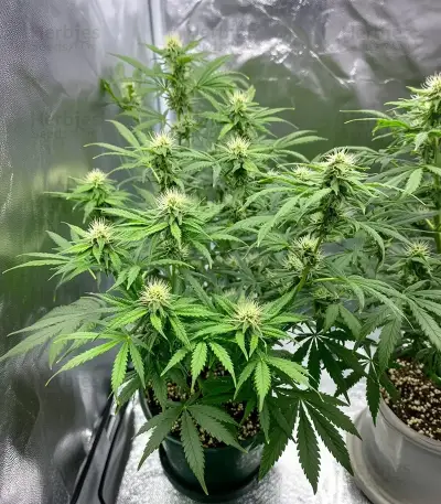 Mind Bender feminized seeds