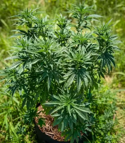 OG Kush Seeds