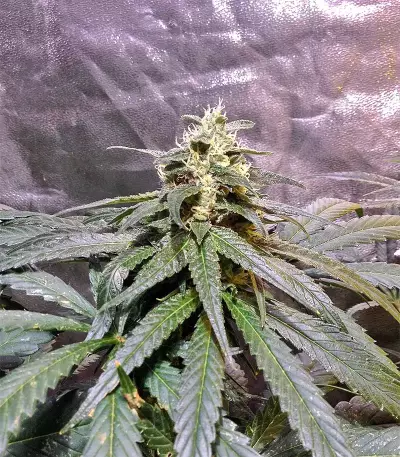 Panama D.C. Seeds