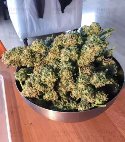 Peyote Critical (Barney's Farm) Cannabis-Samen