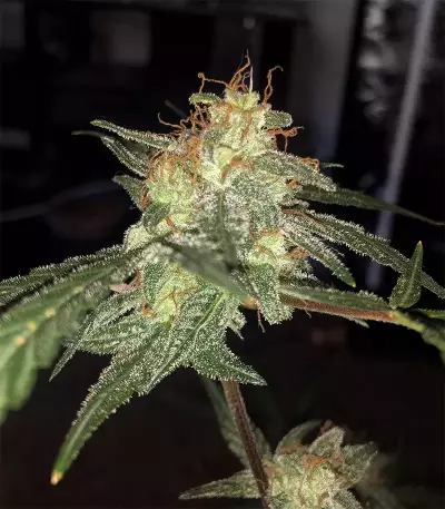 Purple Punch Auto Seeds