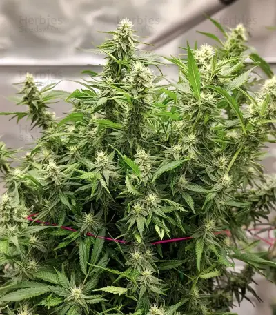 Purple Stilton Auto Seeds