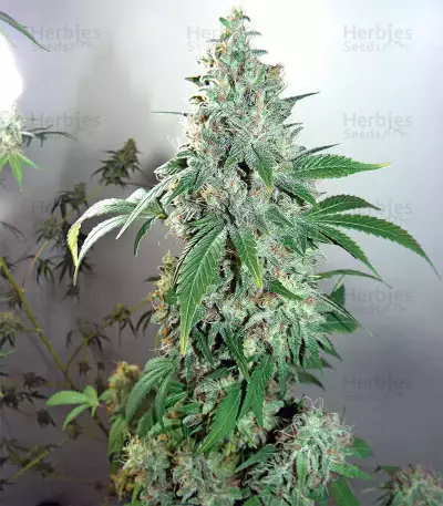 Shiskaberry Feminized Seeds (Barney’s Farm)