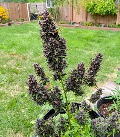 Solomatic Auto CBD Seeds