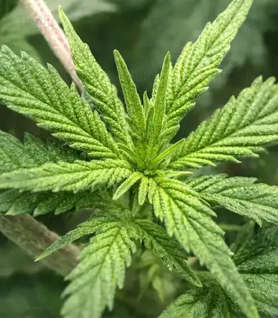Sour Puss feminized seeds