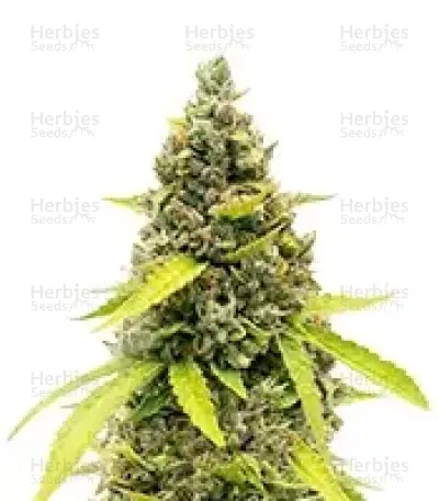 Strawberry Banana Auto Seeds