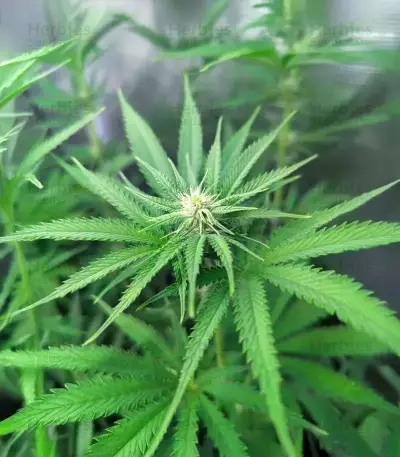 Strawberry Sangria Banana Autoflower Feminized Seeds (Seedkeepers)