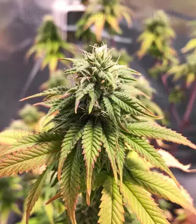 The Upsetter Seeds (Humboldt Seed Company)