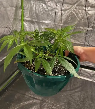 Trop Cherry Seeds (Original Sensible Seeds)