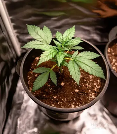 West Coast OG x Gelato 41 Auto Seeds